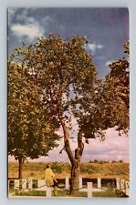 Vancouver WA-Washington, Father, Oldest Apple Tree, Antique, Vintage Postcard picture