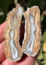 AGATIZED CORAL FOSSIL Chalcedony Fossilized Mineral Reef Ocean Specimen FLORIDA picture