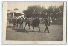 c1910's Award Winning Cattle Cows Fair Parade RPPC Photo Antique Postcard picture