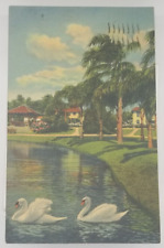 FLORIDA Saint Cloud Posted Graceful Swans FL c1937 Postcard picture