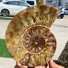 1.52LB Rare Natural Tentacle Ammonite FossilSpecimen Shell Healing Madagascar picture