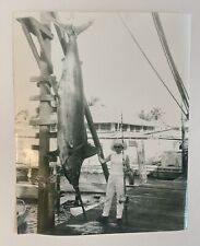 Vintage Photo 1950s Posing Huge Marlin, Swordfish Catch, Fishing 8x10 picture