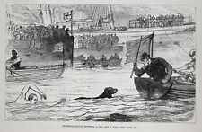 Dog Flat-Coated Retriever in Swimming Race with Man, Large 1880s Antique Print picture