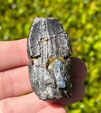 BIG Jobaria Fossil Sauropod Dinosaur Tooth 1.9” from Niger Jurassic Age Dino picture