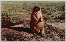 Vintage Postcard - Prairie Dog - Black Hills South Dakota - SD picture