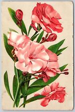 Postcard Pink Oleander Flowers Art Illustration Antique Embossed Posted 1908 picture