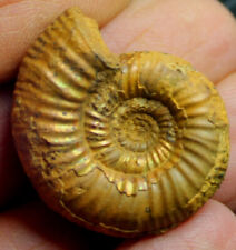 Perisphinctidae - Nice Jurassic, Callovian ammonite picture