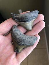Two Posterior Megalodon Shark Teeth picture