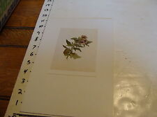 Vintage Flower Post Card mounted  board: Hyascyamus niger Schwarzas Bilsenkraun picture