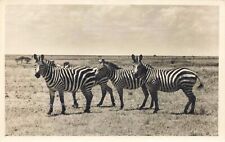Postcard RPPC Zebras Nairobi Kenya 1959 Wildlife picture