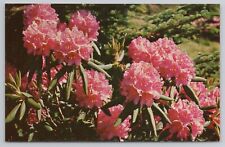 Purple Rhododendron In Full Bloom In Southern Appalachian Mountains 1955 Vintage picture