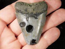 ANCESTRAL Great WHITE Shark Tooth Fossil 100% Natural 27.6gr picture