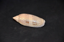 Specimen Large Oliva sayana - 56.1 mm - Sanibel Island, FL picture