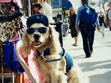 AwE) Found Photograph 4x6 Cute Adorable Cocker Spaniel Sunglasses Hat Smile  picture