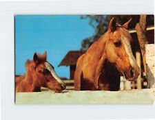 Postcard Palomino Beauty and Colt picture