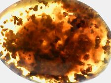2 HUGE SNAIL 🐌 Fossils, Genuine Burmite Amber, Dates 98MYO, Museum Rarity picture