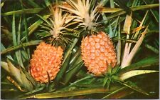 Postcard Hawaii Pineapple Growing picture
