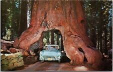 c1950s YOSEMITE NATIONAL PARK California Postcard 