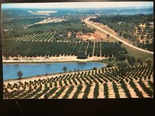 Vintage Postcard 1961 Florida Citrus Groves Clermont Florida (FL) picture