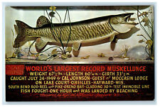 c1960s World's Largest Record Muskellunge By Cal Johnson Hayward WI Postcard picture
