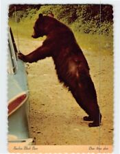 Postcard Smokies Black Bear Great Smoky Mountains National Park USA picture