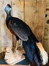 Old Bird Taxidermy Pheasant Bird Taxidermy Peasant Ex Museum Vintage Clean picture