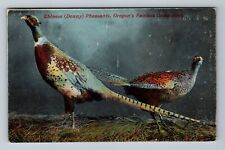 OR-Oregon, Scenic Chinese Pheasants, Denny, Game Birds, Vintage Postcard picture