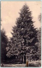 Postcard - Pine tree picture