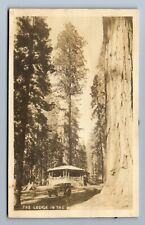 1910's-1920's RPPC THE LODGE IN THE BIG TREES, YOSEMITE Classic Car Postcard P3 picture