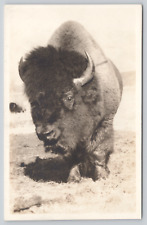 RPPC Buffalo Along the Canadian Pacific Railway Real Photo Postcard A214 picture