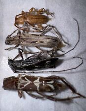 4 Longhorn Beetle Assortment From South Florida picture