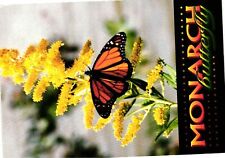 Vintage Postcard 4x6- Monarch Butterfly picture