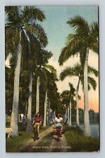 FL-Florida, Royal Palm Trail,  c1950 Vintage Postcard picture