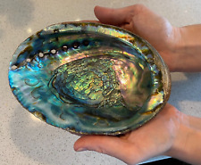 10 Large Abalone Shells Natural Paua Rainbow LG Sea Green Blue Shells Beach 6-7
