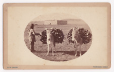 Dana B. Chase Trinidad, Colorado Boudoir Card Donkey Burro Photograph Antique picture