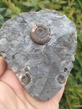 DACTYLIOCERAS GRACILE AMMONITE MULTI WHITBY YORKSHIRE UK DINOSAUR FOSSIL picture