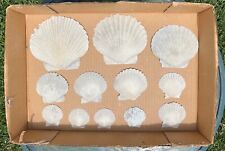 Florida Fossil Pecten Shells LOT OF 12 Carolinapecten Pliocene Bivalve Scallop picture