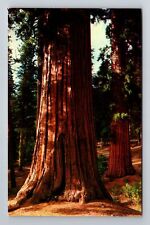 CA-California, Giant California Redwoods, Antique Vintage Souvenir Postcard picture