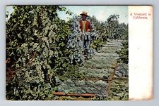 Monrovia CA-California, a Vineyard in California, Antique Vintage Postcard picture
