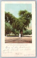 Postcard Cambridge Massachusetts Washington Elm Tree c1904 picture
