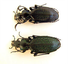 Carabus  (Archiplectes) mirocshnikovi pair   (Carabidae)  picture
