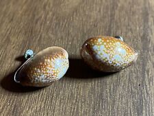Vintage Real Snail Shells Screw Back Earrings 1