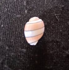 Hawaiian Pink Bubble Shell From Oahu picture