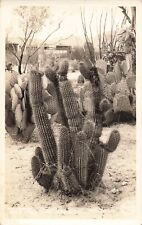 LP60 Arizona Desert Cactus Frasher's Pomona 1945 RPPC Postcard picture