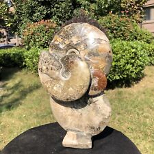 6.53LB Natural Beautiful Ammonite Fossil Conch Crystal Specimen Healing picture