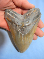 VERY LARGE  5 1/16  INCH  MEGALODON SHARK TOOTH FOSSIL picture