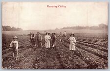 Postcard 'Growing Celery' Farmers Pose While Doing Field Work circa 1910-1913 picture