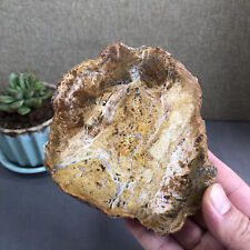 Top 123mm Natural Petrified Wood fossil Rough Slice Madagascar 342g A1439 picture
