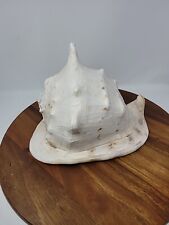 Horned Helmet Sea Shell Indo-Pacific picture