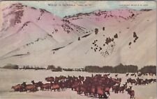 Winter In Jackson Hole Wyoming 1919 PM Postcard picture